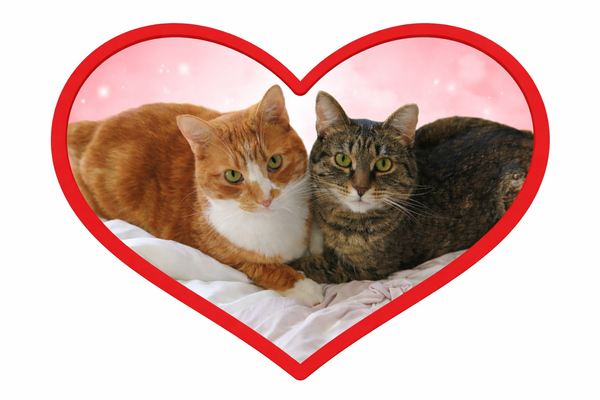 Mes amours de chats!